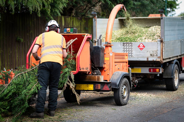 Best Lawn Disease Treatment  in Portsmouth, OH